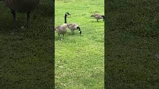 Canada Goose 🪿 canadagoose subscribemychannel shorts subscribe viral goose trending [upl. by Shelba]