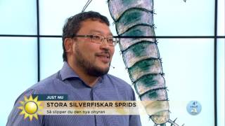 Stora silverfiskar sprids  så blir du av med nya ohyran  Nyhetsmorgon TV4 [upl. by Anitselec]