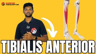 Tibialis anterior  Anatomy and Function  Exercise prescriptor [upl. by Nireil621]