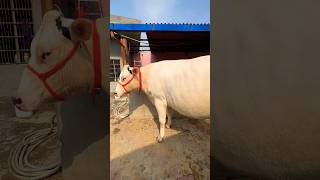 🔥 HEAVY MILK COWS  Breed amp Extraordinary Sizes  💎 For Sale trending shorts cow video dairy [upl. by Navinod193]