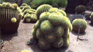 The Huntington Botanical Garden Desert Garden August 31 2013 Golden Barrel Fever [upl. by Anawad]