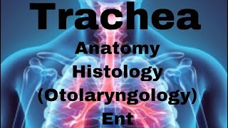 Anatomy of larynx and trachea Ent  cartilagespairedunpaired nerves blood vessels lymphnodes [upl. by Thorncombe]