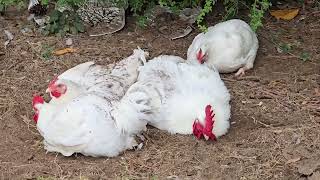 Cornish cross broilers taking a dirt bath [upl. by Phil750]