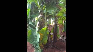 A new technology for farmer AV3 technology for banana farming [upl. by Arul482]