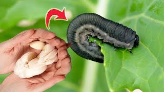 The most powerful natural insecticide Get rid of pests in 2 minutes [upl. by Naesad217]