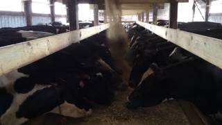 Cows at the Bunk Feeder [upl. by Xymenes637]