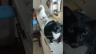 cat funny foryou funnycat cats pets catlover funnycats [upl. by Akcirehs]