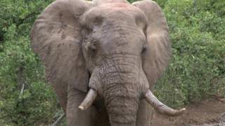 Kruger National Park South Africa  2016 HD Part 1 [upl. by Schnorr]