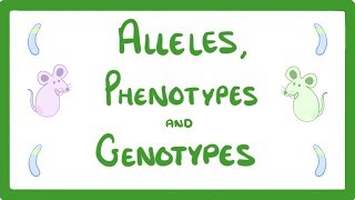 GCSE Biology  DNA Part 2  Alleles  Dominant  Heterozygous  Phenotypes and more 64 [upl. by Xad497]