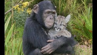 The Compassionate Beast 2017⚪️ 🔴 🔵 A MUST SEE VIDEO FOR ANIMAL LOVERS [upl. by Sokcin]