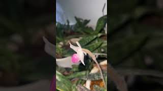 PAPHIOPEDILUM DELENATII orchid lan [upl. by Esorlatsyrc]