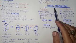 Ascomycota Life Cycle  Federal amp KPK Board  Class 11 Biology [upl. by Vrablik]