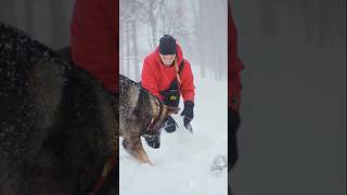 Max le berger allemand héroïque doglovers dogshorts dog [upl. by Kiah]