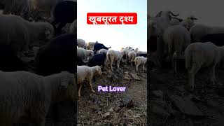 nature view creation shorts pets youtubeshorts KhabarChakraKC [upl. by Voltmer112]