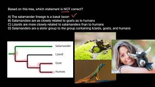 How to Analyze Phylogenic Trees [upl. by Sotnas]