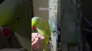 rawparrots beautiful foryou viralvideo [upl. by Crean]