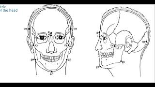 Craniometric Practical Part I [upl. by Kylynn]