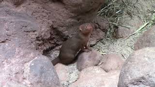 Besuch im Hagenbeck Tropen Aquarium [upl. by Godderd]