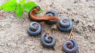 Most Millipede Want to try Close up but one Friend try to Running Away millipede OuDom1jm5ji [upl. by Johnstone]