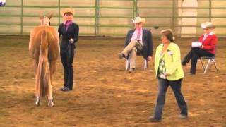 2014 APHA Zone One Showmanship  Only By Grace amp Lana Grieve [upl. by Mellie315]