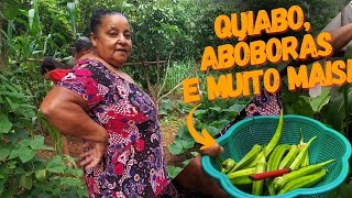 DESTE QUIABO VOCÊ NUNCA VIU  QUIABO GIGANTE DA ROÇA ABÓBORAS E MUITO MAIS [upl. by Johnette562]