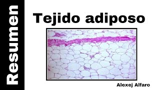 Tejido Adiposo resumen Histología De Ross 7a Edición [upl. by Nedap]