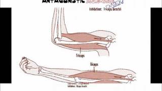 Antagonistic Muscle Pairs [upl. by Nyliac]