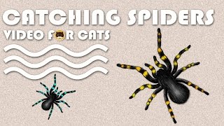 CAT GAMES  Catching Spiders Entertainment Video for Cats and Dogs to Watch [upl. by Bardo]