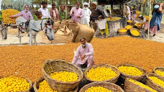 Complete Process Of Dates And Dry Dates  Showara   How To Make Showara Dry Dates  Mubarak Ali [upl. by Ahsinod722]