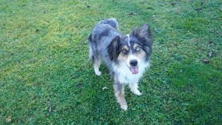 Vergabefilm IVY  Australian Shepherd  super lieb und gutmütig [upl. by Eitsyrc]