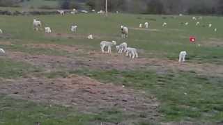 Lambs going mental Gambolling and jumping [upl. by Dnaloy948]