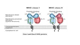 Major Histocompatibility Complex Video No 101 [upl. by Brigit577]