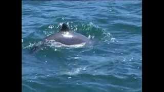 Harbour Porpoise Species Identification [upl. by Nnairol]