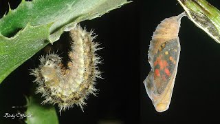 Butterfly Life Cycle  Caterpillar To Butterfly Transformation TimeLapse [upl. by Conah]