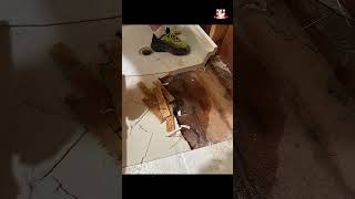 Expert Warns Avoid These Common SHOWER PAN Installation Mistakes shorts bathroomrenovation [upl. by Unhsiv670]