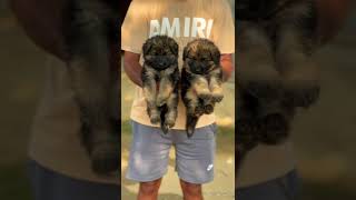 German shepherd puppies for sale germanshepherd dogkennel dogbreed puppies [upl. by Yerd562]