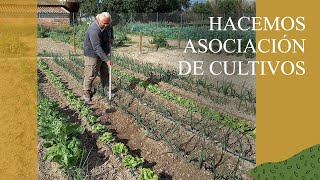 Qué es la ASOCIACIÓN de CULTIVOS [upl. by Nnagem]