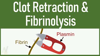 Clot Retraction amp Fibrinolysis [upl. by Carlick]