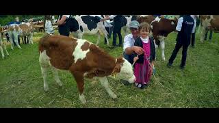 Rinderzucht  Gebietsausstellung beim Gauder Fest im Zillertal 2017 [upl. by Ihcelek630]