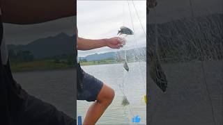 Giant Tilapia The RealLife Monster Fish of Malinao Dam [upl. by Ssitruc118]