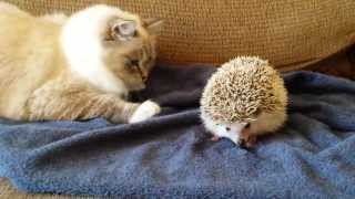 ORIGINAL VIDEO Kitty sits on hedgehog [upl. by Assiluy]