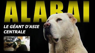 LALABAI LE GÉANT QUI SAIT TOUT FAIRE Le légendaire chien de berger dAsie Centrale [upl. by Attezi]