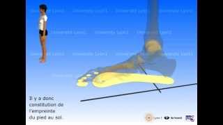 Le pied  appuis déformations propulsion [upl. by Arret]