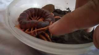 Philippine Giant CentipedeScolopendra Spinosissimaloves milk [upl. by Anirdna]