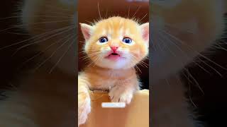 Meow shortvideo funny petschannel yourpet cat funnypetschannel pets [upl. by Acinot]