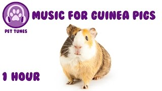 Music for Guinea Pigs  Relaxing Music for Guinea Pigs [upl. by Edi]