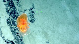 Eyecatching Translucent Tunicate and Sea Cucumber  Nautilus Live [upl. by Suhpesoj461]