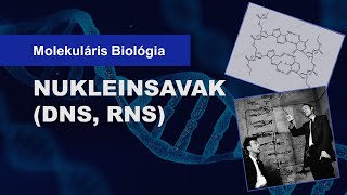 🧬 Nukleinsavak DNS és RNS szerkezete 11 percben [upl. by Naiviv356]