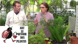 Conseil jardinage asparagus sprengeri Comment faire un semis Plante verte [upl. by Aia]