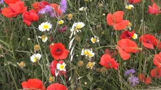 Wildflowers in Menorca in Spring [upl. by Euqinemod558]